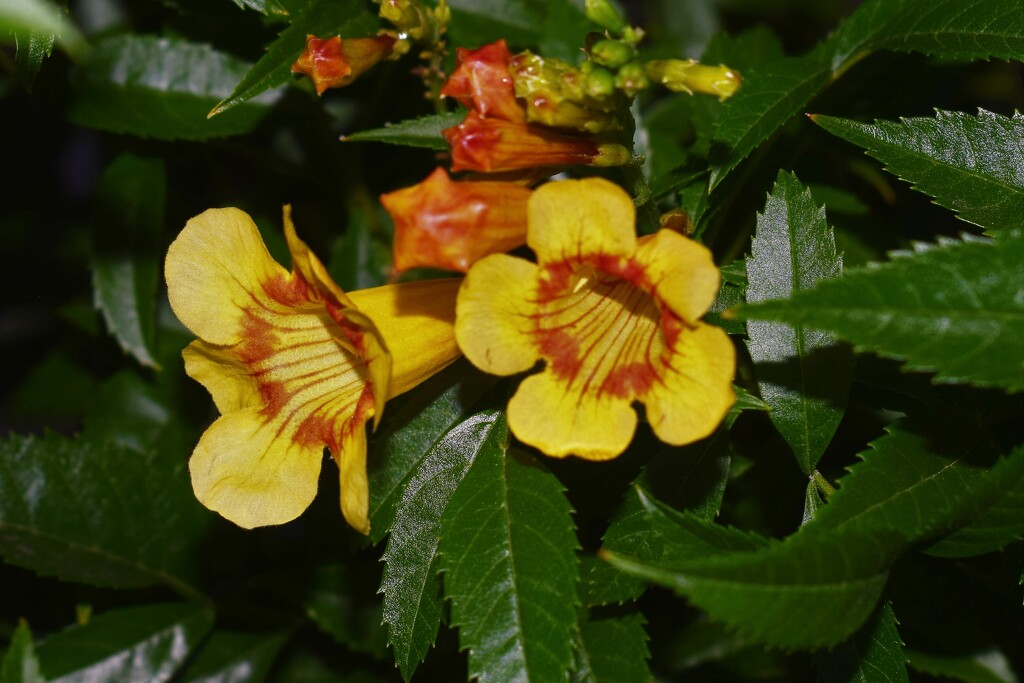 Jul 2 AZ Yellow Bells by sandlily