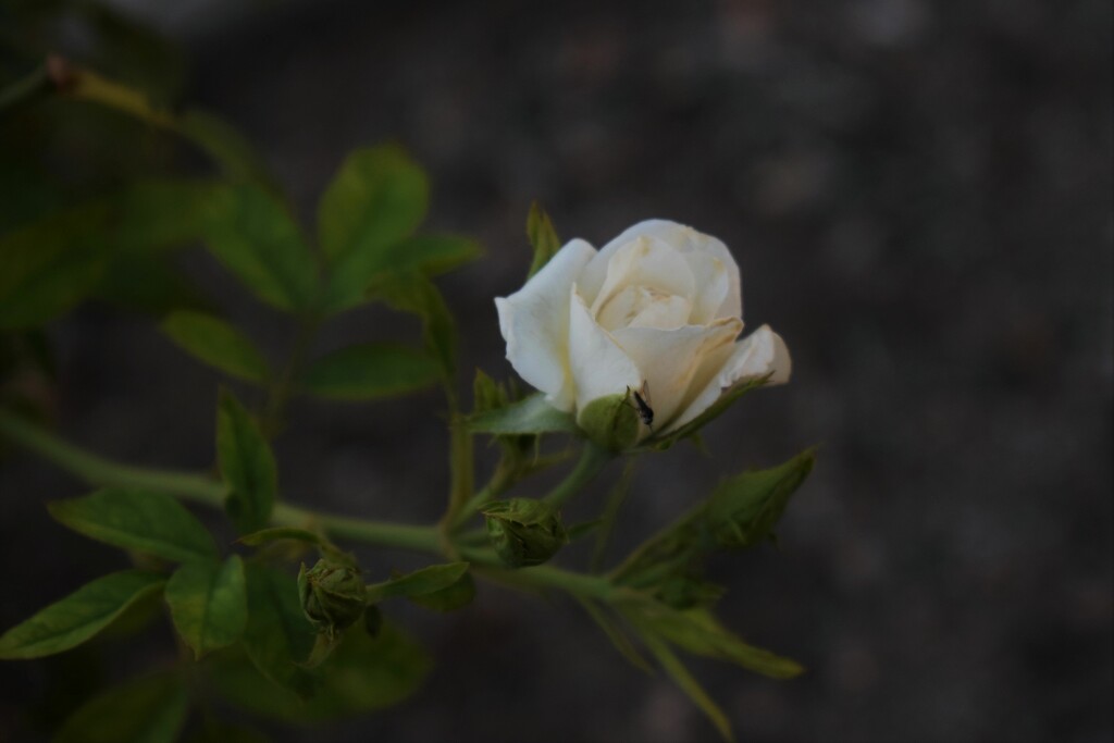 Jul 2 Blooming rose by sandlily