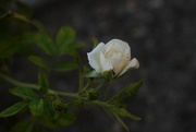 2nd Jul 2023 - Jul 2 Blooming rose