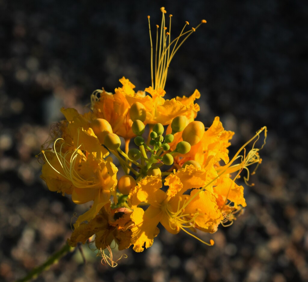 Jul 3 Yellow Mexican Bird of Paradise by sandlily