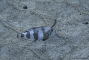 4th Jul 2023 - White Patch Razor fish