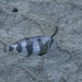 White Patch Razor fish by wh2021