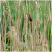 Reed Warbler by clifford