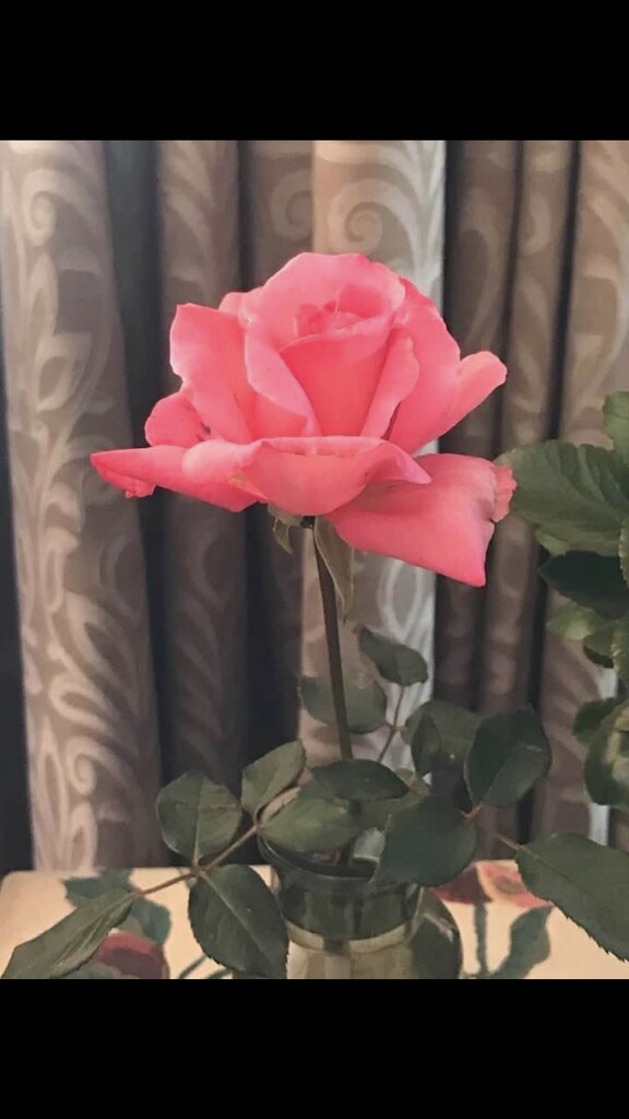 Beautiful rose by gerrieknipe
