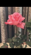 4th Jul 2023 - Beautiful rose