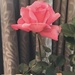 Beautiful rose by gerrieknipe