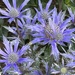 Sea Holly by phil_sandford
