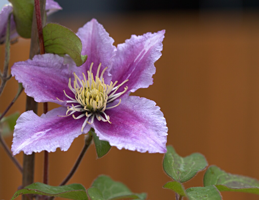 Clematis by ollyfran