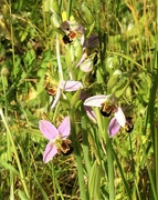 9th Jun 2023 - Bee Orchid