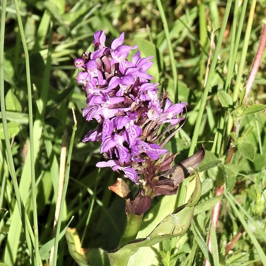 Southern Marsh Orchid by oldjosh