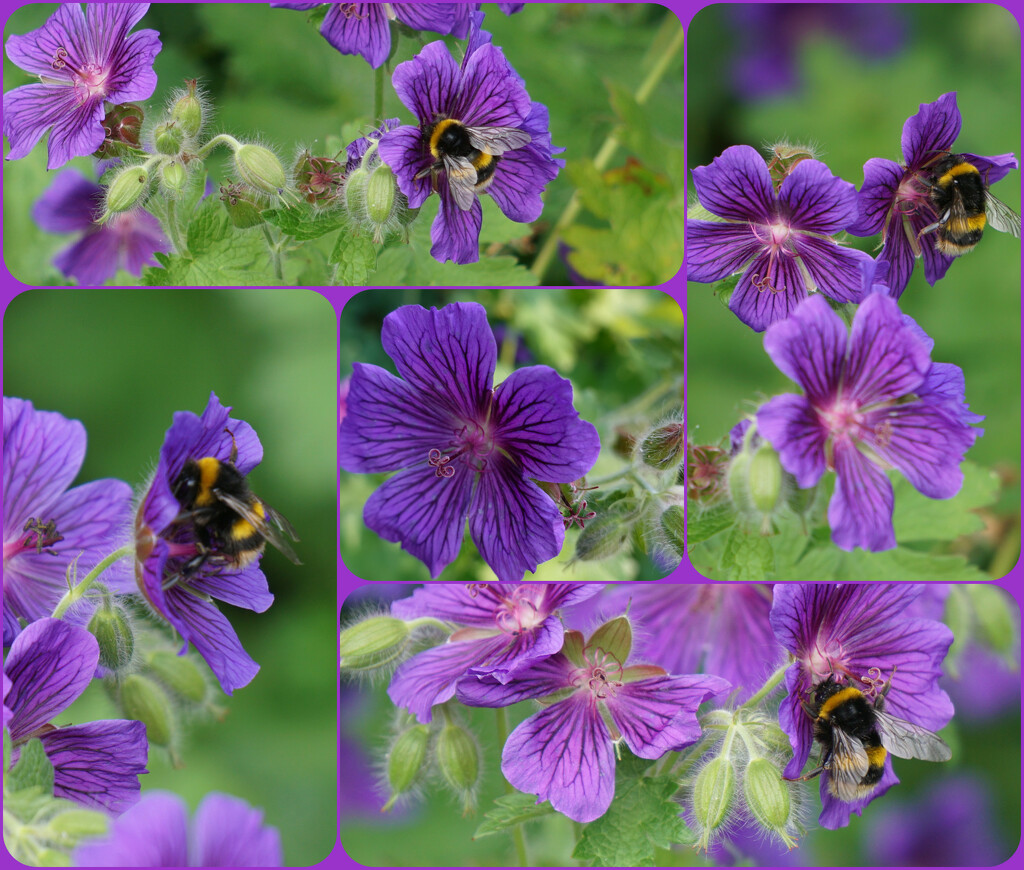 bees on purple by quietpurplehaze
