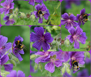 4th Jul 2023 - bees on purple