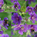 bees on purple by quietpurplehaze