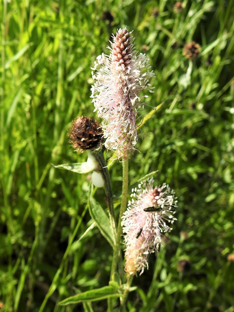Hoary Plantain by oldjosh