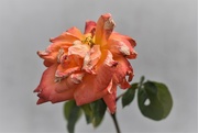 4th Jul 2023 - battered rose