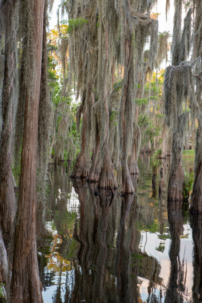 A Garden of Cypress  by frodob
