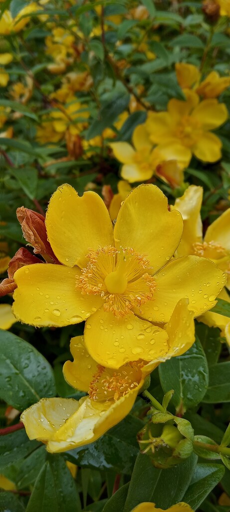 Hypericum  by 365projectorgjoworboys