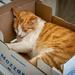 Ready packed cat ready to go by nigelrogers
