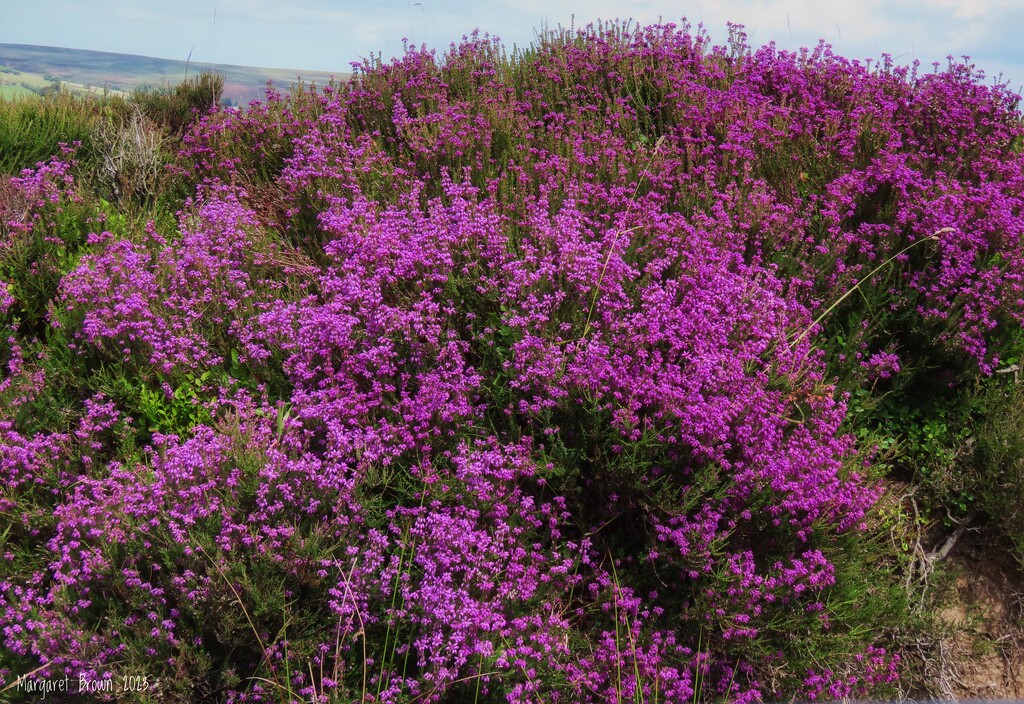 Bell Heather by craftymeg