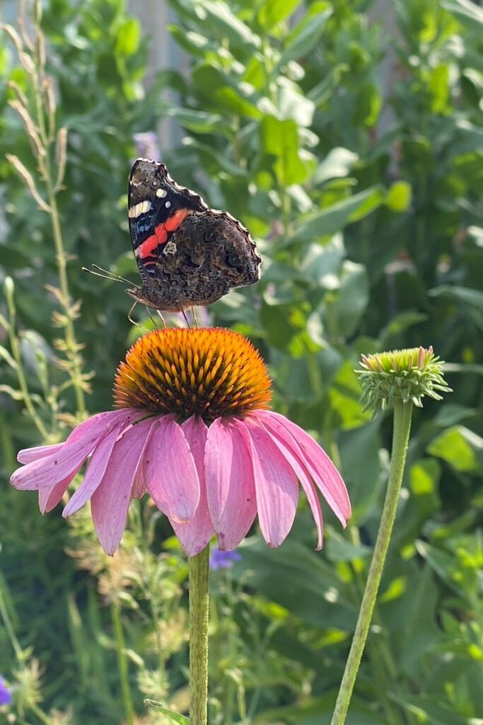 I think it's a Red Admiral Butterfly by tunia