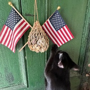 4th Jul 2023 - Happy 4th of July from Raven
