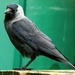 Jackdaw by fishers