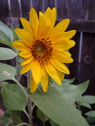 4th Jul 2023 - First sunflower bloom of the summer
