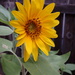 First sunflower bloom of the summer by matsaleh