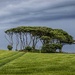 Trees…… by billdavidson