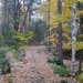 Fall Path by sunnygreenwood