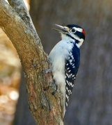 22nd Oct 2018 - Hairy Woodpecker