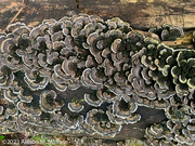 4th Jul 2023 - More Turkey Tail Fungi