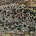 More Turkey Tail Fungi by falcon11