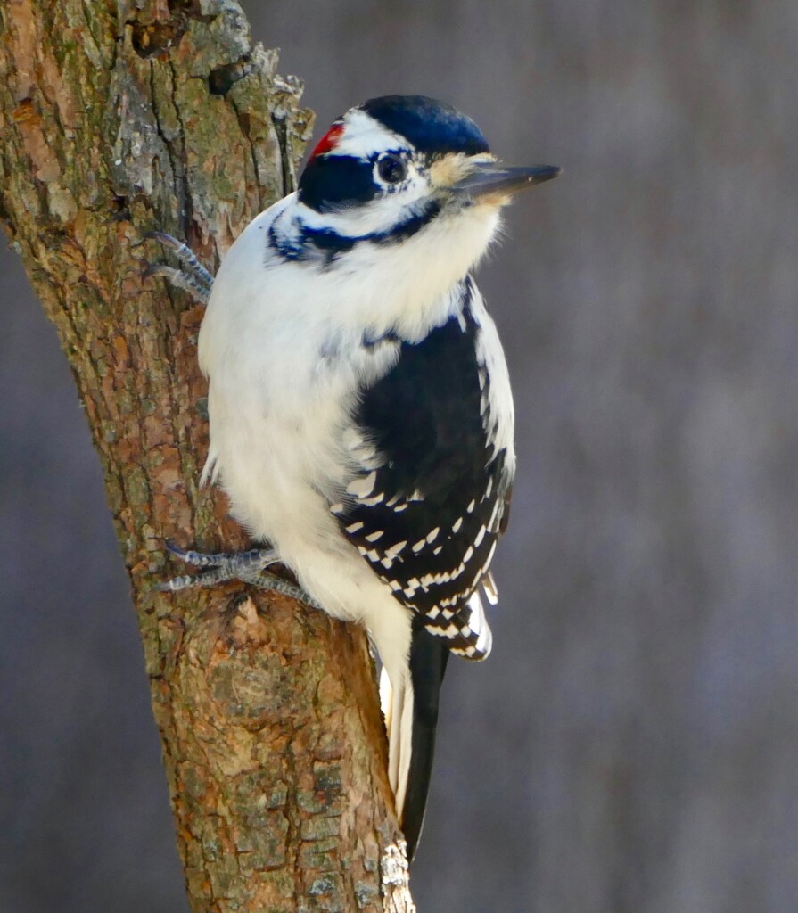 Hairy Woodpecker by sunnygreenwood