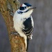 Hairy Woodpecker by sunnygreenwood