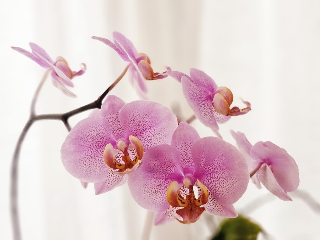 Orchids by serendypyty