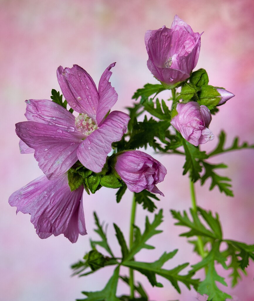 Musk mallow by okvalle