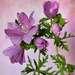 Musk mallow by okvalle