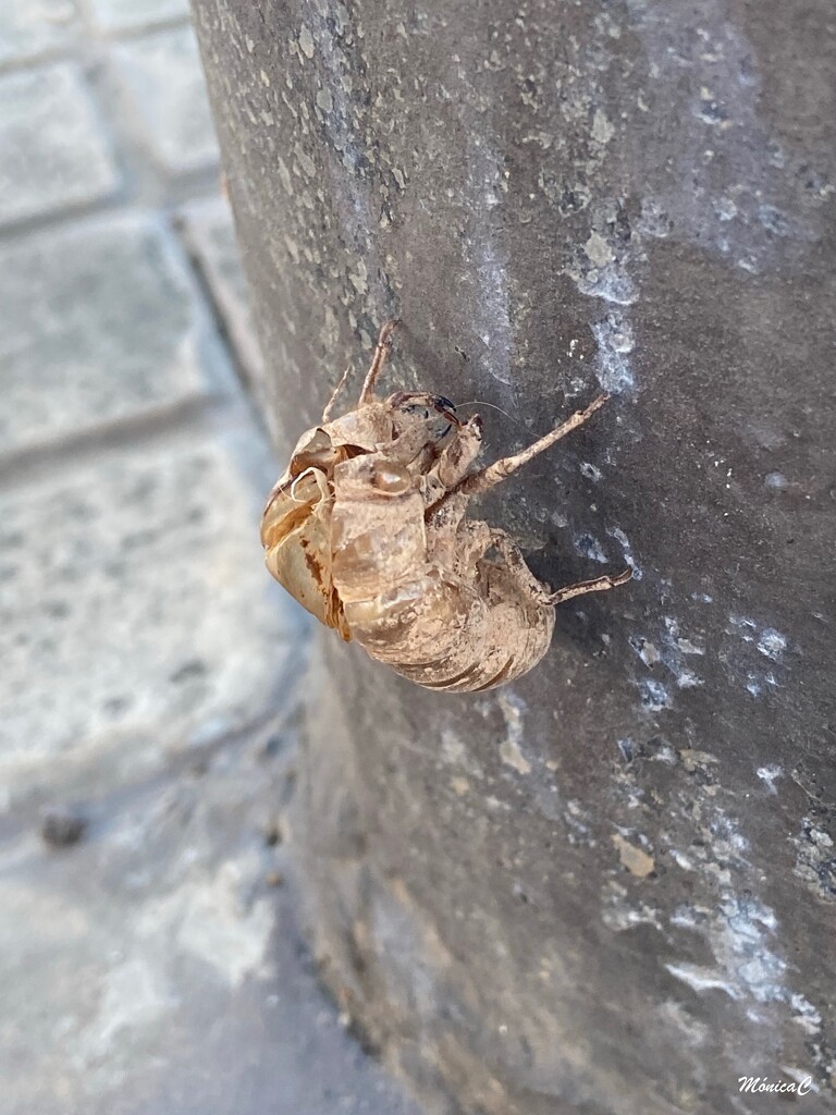 Cicada exoskeleton by monicac