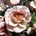 Rose-A-Rama by sakkasie