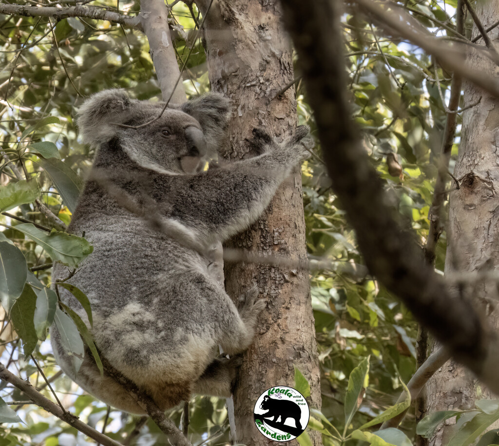 taking a break by koalagardens