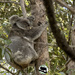 taking a break by koalagardens
