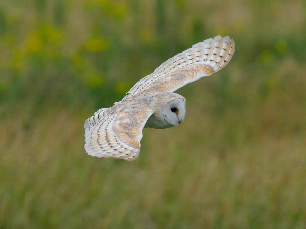 Barn Owl. by padlock