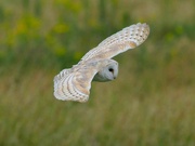 4th Jul 2023 - Barn Owl.
