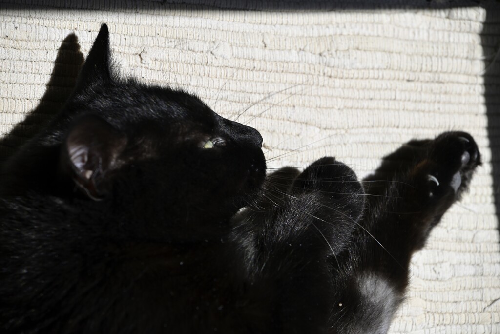 Black Cat Bright Sun by metzpah