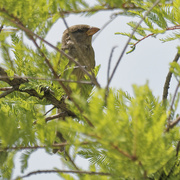 4th Jul 2023 - female house sparrow 