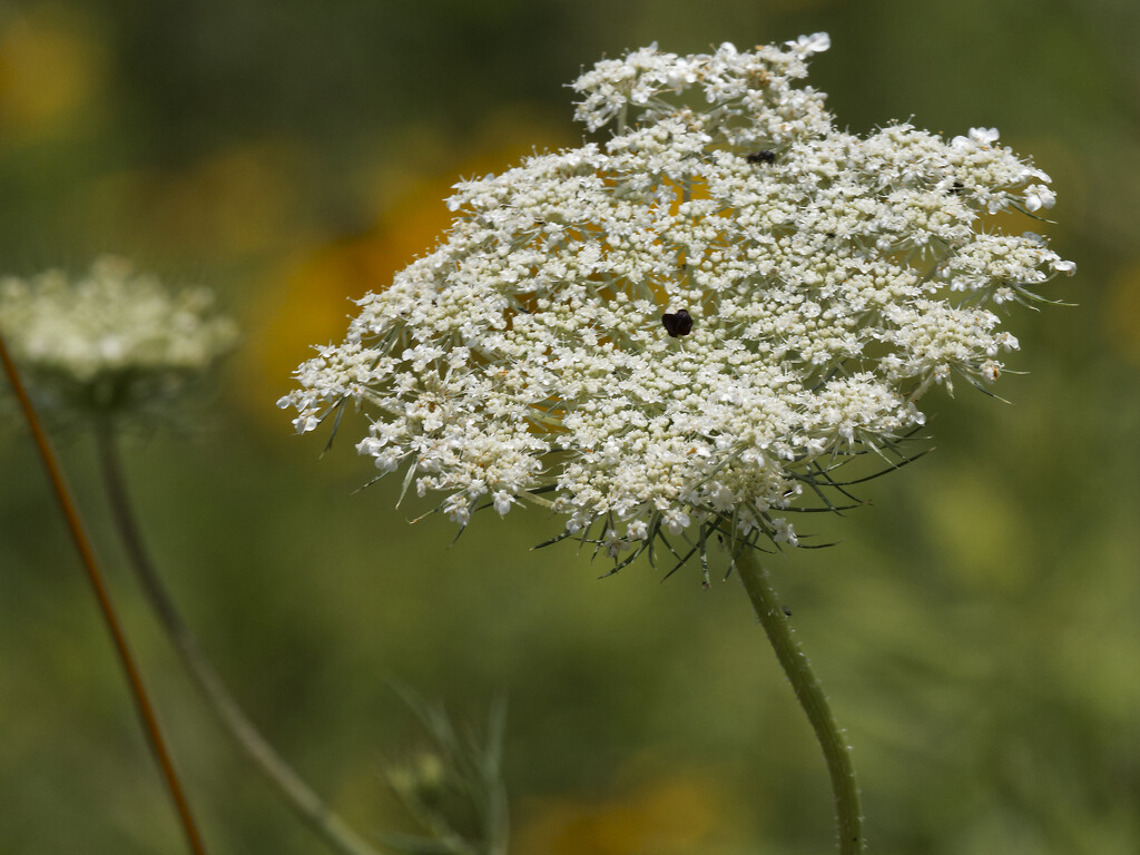 Queen Anne's Lace  by rminer