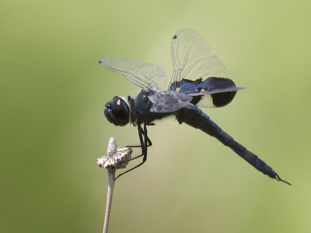 black saddlebags dragonfly  by rminer