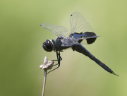4th Jul 2023 - black saddlebags dragonfly 