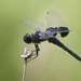 black saddlebags dragonfly  by rminer